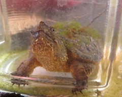 Chelydra acutirostris