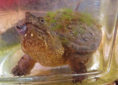 Chelydra acutirostris