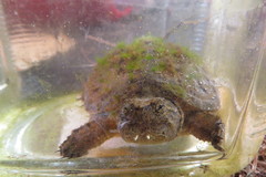 Chelydra acutirostris