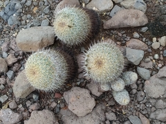 Coryphantha recurvata recurvata