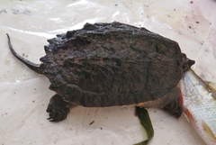 Chelydra acutirostris