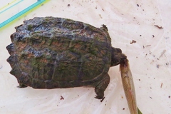 Chelydra acutirostris