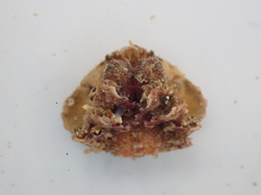 Eurynolambrus australis