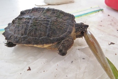 Chelydra acutirostris