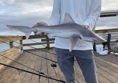 Sandbar Shark photo 3