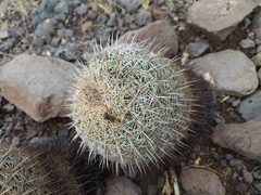 Coryphantha recurvata recurvata