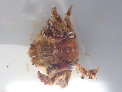 Eurynolambrus australis