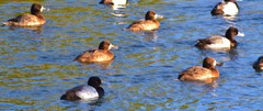 Aythya affinis