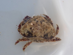 Eurynolambrus australis