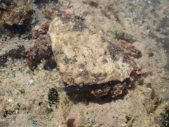 Eurynolambrus australis