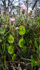 Rhodanthe manglesii