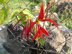 Sprekelia formosissima