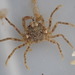 Variable Pillbox Crab - Photo (c) Kelvin Perrie, some rights reserved (CC BY), uploaded by Kelvin Perrie