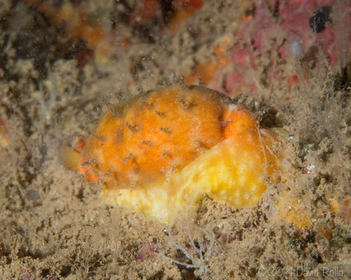 Cypraea teres observed 2014-09-12