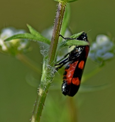 Cercopis arcuata