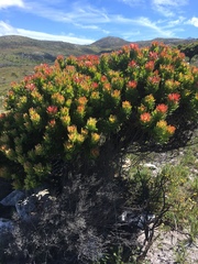 Mimetes fimbriifolius