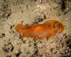 Dendrodoris