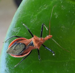 Gminatus wallengreni