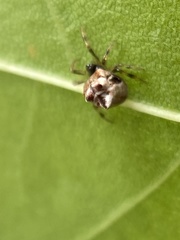 Phoroncidia sextuberculata