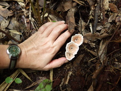 Microporellus