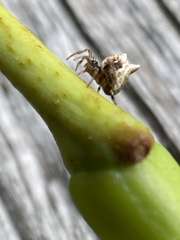 Phoroncidia sextuberculata