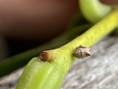 Phoroncidia sextuberculata