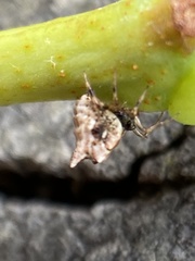 Phoroncidia sextuberculata