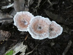 Microporellus