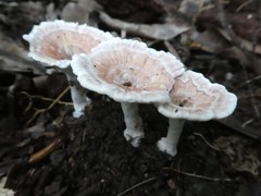 Microporellus