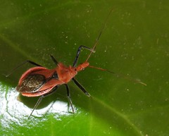 Gminatus wallengreni