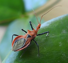 Gminatus wallengreni