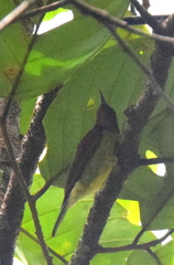 Red-Throated Sunbird photo 3