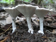 Microporellus