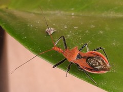 Gminatus wallengreni