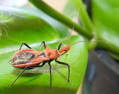 Gminatus wallengreni