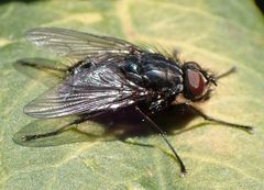 Phaonia caerulescens