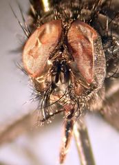 Phaonia caerulescens