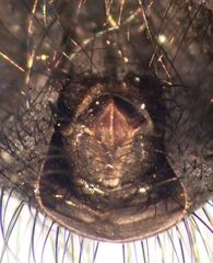 Phaonia caerulescens