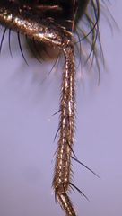 Phaonia caerulescens