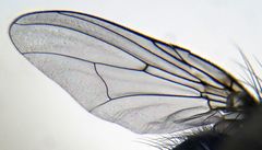 Phaonia caerulescens