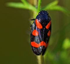 Cercopis arcuata