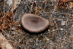 Neolentinus dactyloides
