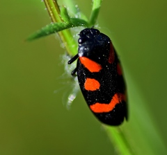 Cercopis arcuata