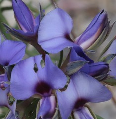 Gompholobium confertum