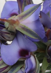 Gompholobium confertum