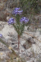 Gompholobium confertum