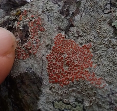 Haematomma persoonii