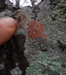 Haematomma persoonii