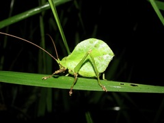 Typophyllum spurioculis