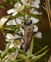 Sphex bilobatus